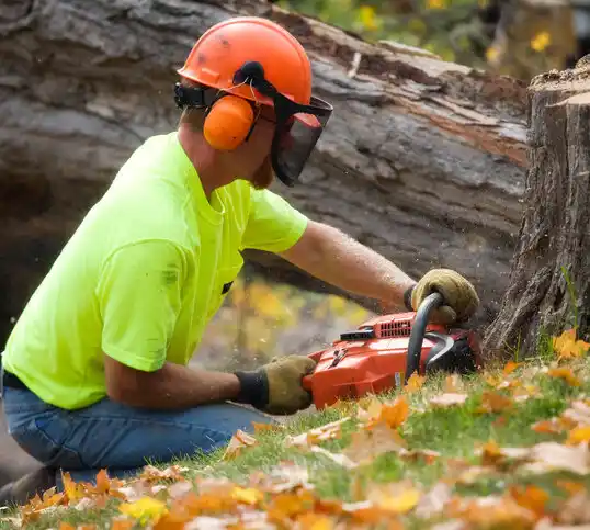 tree services Westhampton Beach